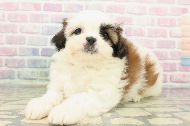 東京都のシーズー (Coo&RIKU府中店/2025年12月17日生まれ/女の子/ホワイトゴールド)の子犬の2枚目の画像