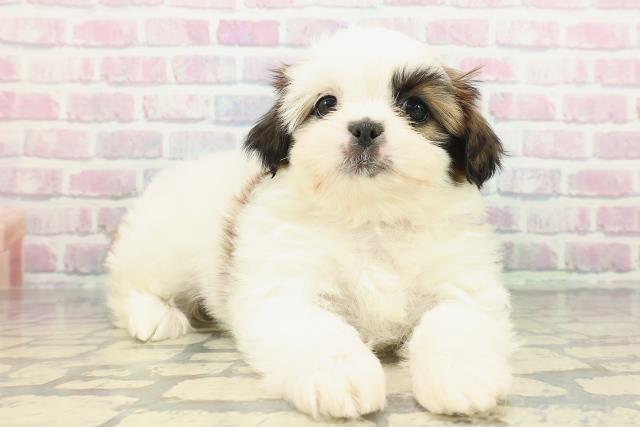 東京都のシーズー (Coo&RIKU府中店/2025年12月17日生まれ/女の子/ホワイトゴールド)の子犬の3枚目の画像