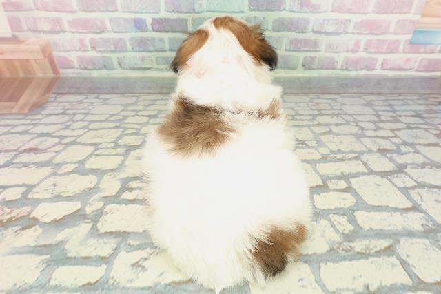 東京都のシーズー (Coo&RIKU府中店/2025年12月17日生まれ/女の子/ホワイトゴールド)の子犬の4枚目の画像