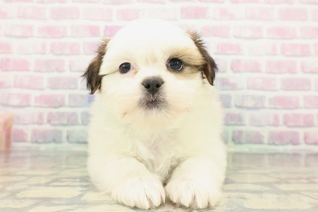 栃木県のシーズー (Coo&RIKUFKDインターパーク店/2025年12月17日生まれ/女の子/ホワイトゴールド)の子犬の1枚目の画像