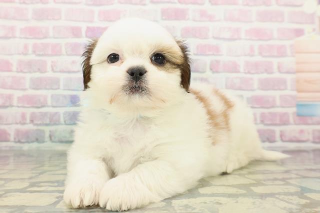 栃木県のシーズー (Coo&RIKUFKDインターパーク店/2025年12月17日生まれ/女の子/ホワイトゴールド)の子犬の2枚目の画像