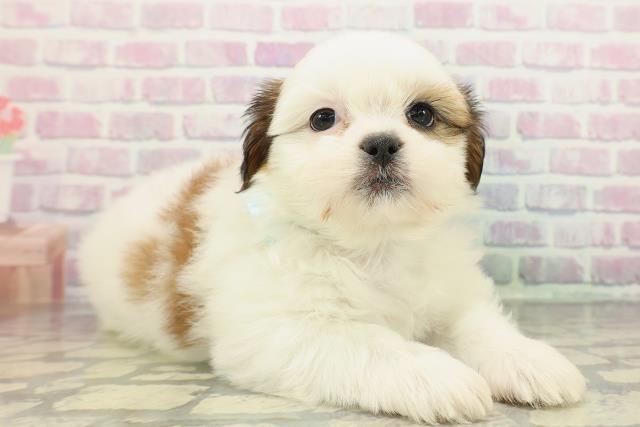 栃木県のシーズー (Coo&RIKUFKDインターパーク店/2025年12月17日生まれ/女の子/ホワイトゴールド)の子犬の3枚目の画像