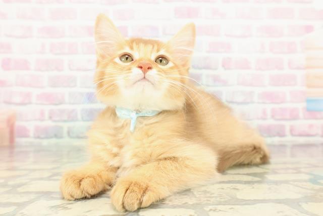 東京都のソマリ (Coo&RIKU福生店/2025年11月26日生まれ/男の子/レッド)の子猫の2枚目の画像