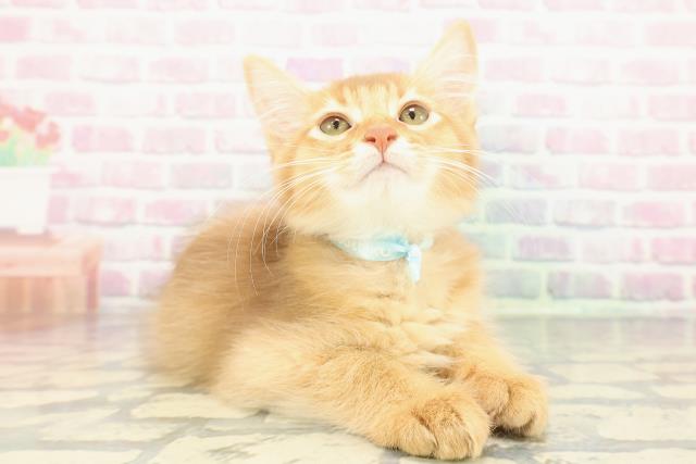 東京都のソマリ (Coo&RIKU福生店/2025年11月26日生まれ/男の子/レッド)の子猫の3枚目の画像