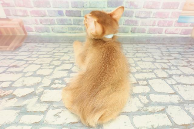 東京都のソマリ (Coo&RIKU福生店/2025年11月26日生まれ/男の子/レッド)の子猫の4枚目の画像