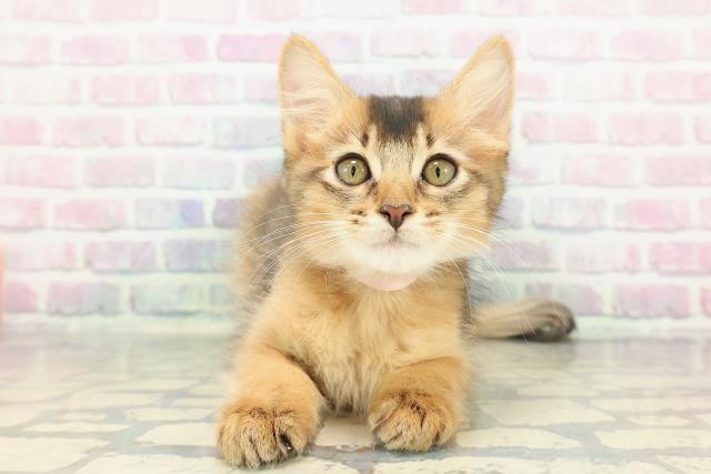 東京都のソマリ (Coo&RIKU府中店/2025年11月26日生まれ/女の子/ルディ)の子猫の1枚目の画像