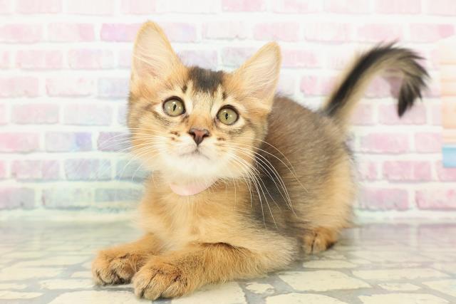 東京都のソマリ (Coo&RIKU府中店/2025年11月26日生まれ/女の子/ルディ)の子猫の2枚目の画像