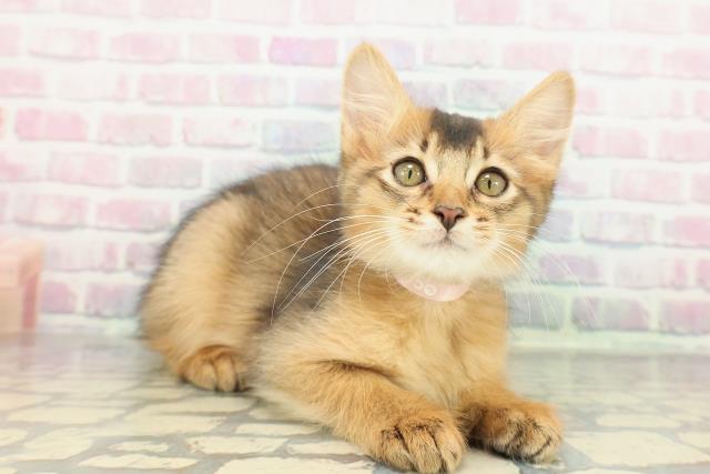 東京都のソマリ (Coo&RIKU府中店/2025年11月26日生まれ/女の子/ルディ)の子猫の3枚目の画像