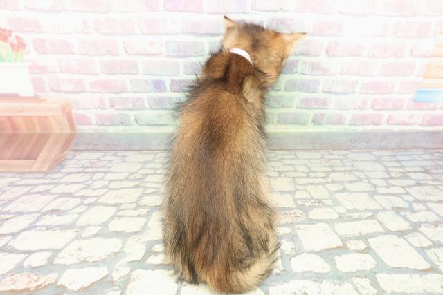 東京都のソマリ (Coo&RIKU府中店/2025年11月26日生まれ/女の子/ルディ)の子猫の4枚目の画像