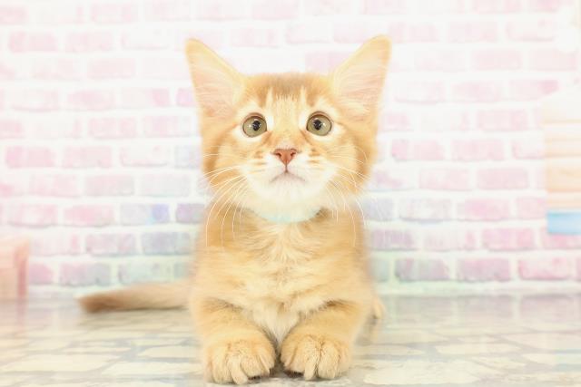 埼玉県のソマリ (Coo&RIKUアニマルケアセンター大宮/2025年11月26日生まれ/男の子/レッド)の子猫の1枚目の画像