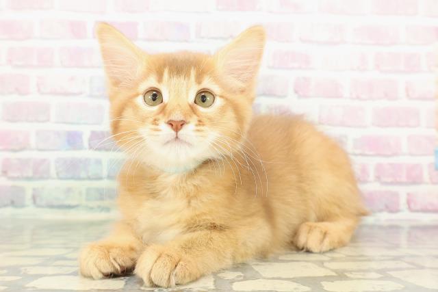 埼玉県のソマリ (Coo&RIKUアニマルケアセンター大宮/2025年11月26日生まれ/男の子/レッド)の子猫の2枚目の画像