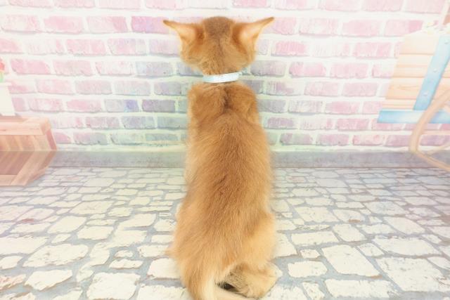 埼玉県のソマリ (Coo&RIKUアニマルケアセンター大宮/2025年11月26日生まれ/男の子/レッド)の子猫の4枚目の画像