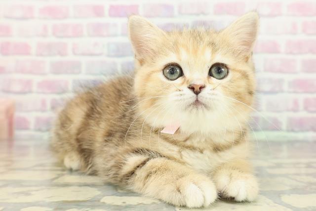 神奈川県のミヌエット (Coo&RIKU横須賀店/2025年12月9日生まれ/女の子/ブラウンパッチドタビー)の子猫の3枚目の画像