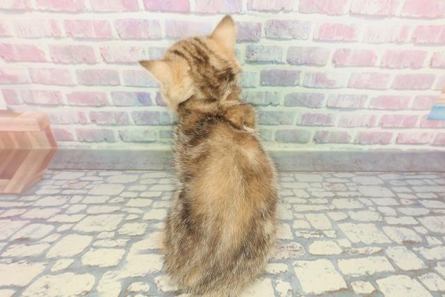 神奈川県のミヌエット (Coo&RIKU横須賀店/2025年12月9日生まれ/女の子/ブラウンパッチドタビー)の子猫の4枚目の画像