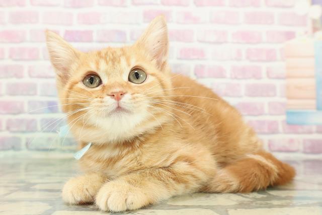 埼玉県のマンチカン (Coo&RIKUアニマルケアセンター大宮/2025年11月22日生まれ/男の子/レッドタビー)の子猫の2枚目の画像