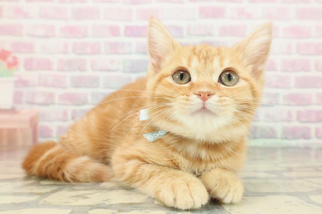 埼玉県のマンチカン (Coo&RIKUアニマルケアセンター大宮/2025年11月22日生まれ/男の子/レッドタビー)の子猫の3枚目の画像