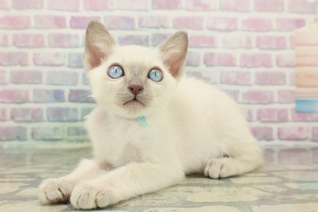 東京都のトンキニーズ (Coo&RIKU福生店/2025年12月7日生まれ/男の子/ブルーポイント)の子猫の2枚目の画像