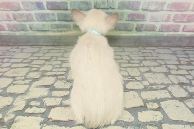 東京都のトンキニーズ (Coo&RIKU福生店/2025年12月7日生まれ/男の子/ブルーポイント)の子猫の4枚目の画像