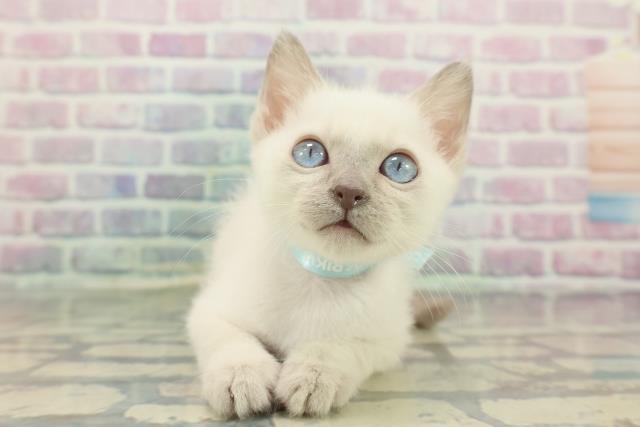 神奈川県のトンキニーズ (Coo&RIKU横須賀店/2025年12月7日生まれ/男の子/ブルーポイント)の子猫