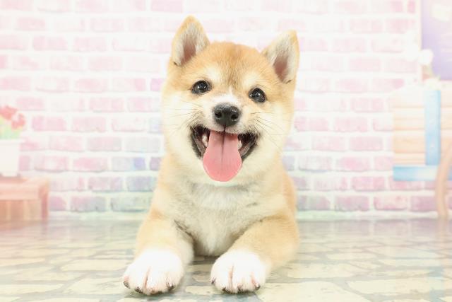 栃木県の豆柴 (Coo&RIKU宇都宮店/2025年12月15日生まれ/男の子/赤)の子犬の1枚目の画像