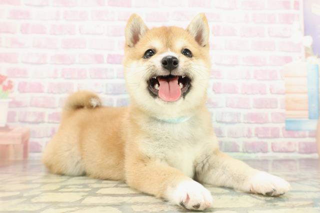 栃木県の豆柴 (Coo&RIKU宇都宮店/2025年12月15日生まれ/男の子/赤)の子犬の3枚目の画像