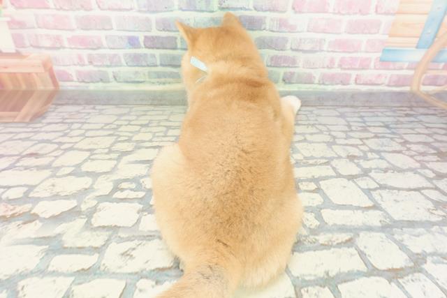 栃木県の豆柴 (Coo&RIKU宇都宮店/2025年12月15日生まれ/男の子/赤)の子犬の4枚目の画像