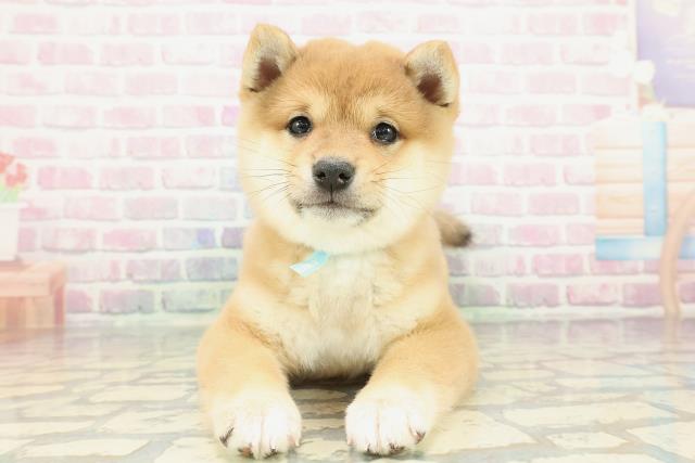 神奈川県の豆柴 (Coo&RIKU横須賀店/2025年12月15日生まれ/男の子/赤)の子犬