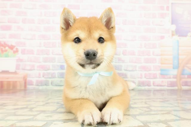 神奈川県の豆柴 (Coo&RIKU小田原店/2025年12月15日生まれ/男の子/赤)の子犬