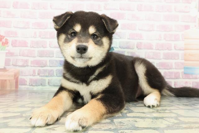 栃木県の柴犬(標準サイズ) (Coo&RIKU宇都宮店/2025年12月15日生まれ/男の子/黒)の子犬の2枚目の画像