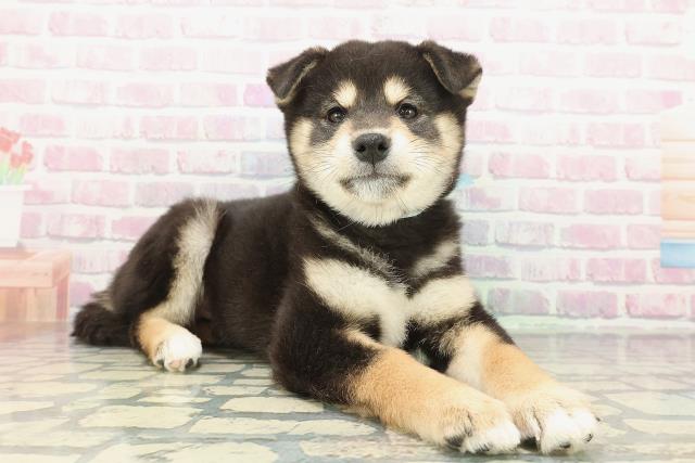 栃木県の柴犬(標準サイズ) (Coo&RIKU宇都宮店/2025年12月15日生まれ/男の子/黒)の子犬の3枚目の画像