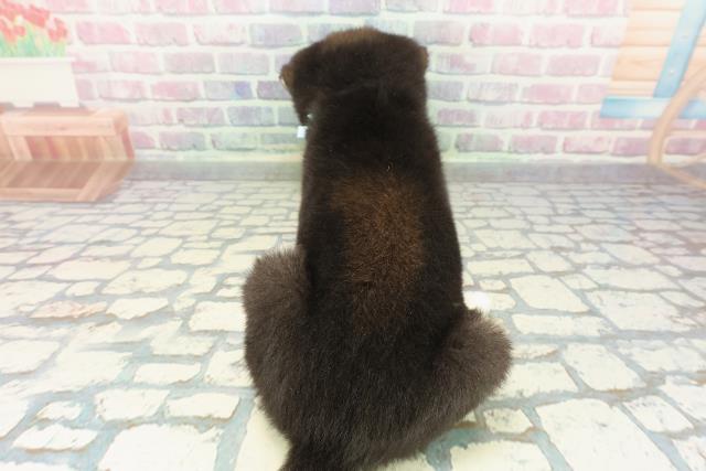 栃木県の柴犬(標準サイズ) (Coo&RIKU宇都宮店/2025年12月15日生まれ/男の子/黒)の子犬の4枚目の画像