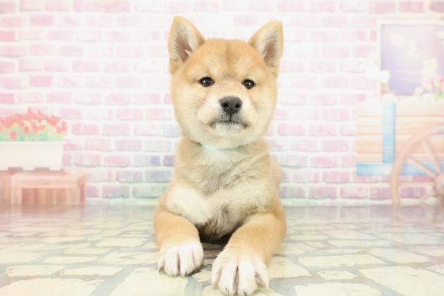 神奈川県の柴犬(標準サイズ) (Coo&RIKU横浜港南台店/2025年12月15日生まれ/男の子/赤)の子犬の1枚目の画像