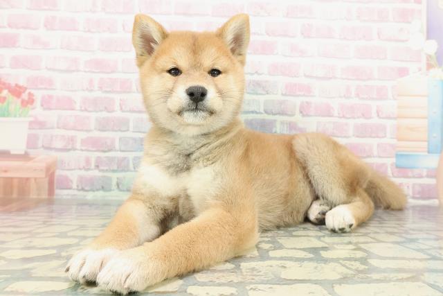 神奈川県の柴犬(標準サイズ) (Coo&RIKU横浜港南台店/2025年12月15日生まれ/男の子/赤)の子犬の2枚目の画像