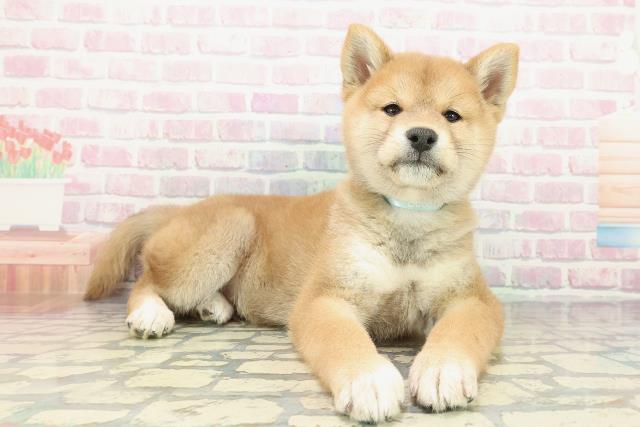 神奈川県の柴犬(標準サイズ) (Coo&RIKU横浜港南台店/2025年12月15日生まれ/男の子/赤)の子犬の3枚目の画像