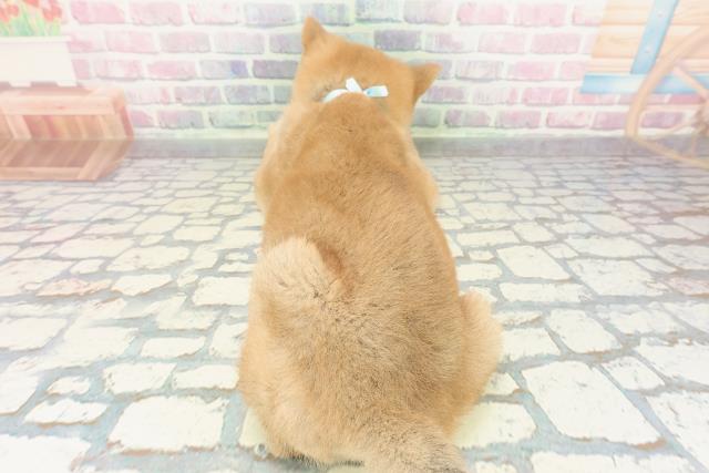 神奈川県の柴犬(標準サイズ) (Coo&RIKU横浜港南台店/2025年12月15日生まれ/男の子/赤)の子犬の4枚目の画像