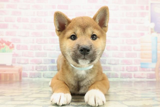 東京都の柴犬(標準サイズ) (Coo&RIKU福生店/2025年12月15日生まれ/男の子/赤)の子犬の1枚目の画像