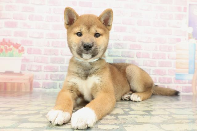 東京都の柴犬(標準サイズ) (Coo&RIKU福生店/2025年12月15日生まれ/男の子/赤)の子犬の2枚目の画像