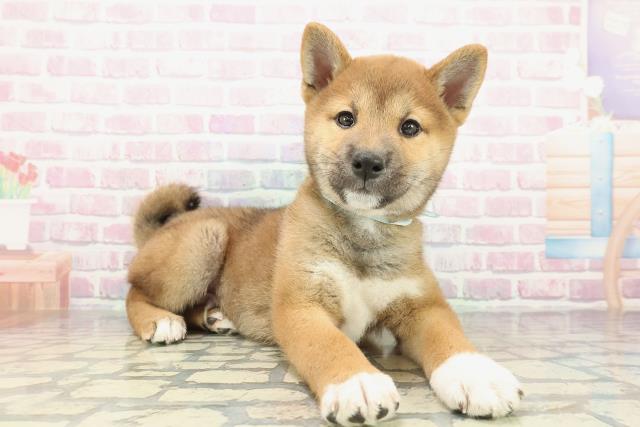 東京都の柴犬(標準サイズ) (Coo&RIKU福生店/2025年12月15日生まれ/男の子/赤)の子犬の3枚目の画像