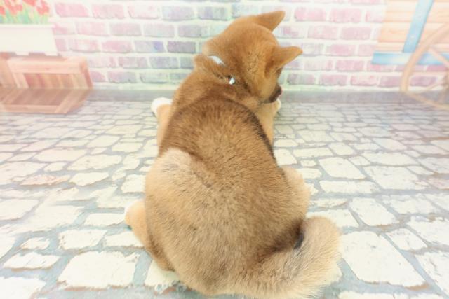 東京都の柴犬(標準サイズ) (Coo&RIKU福生店/2025年12月15日生まれ/男の子/赤)の子犬の4枚目の画像