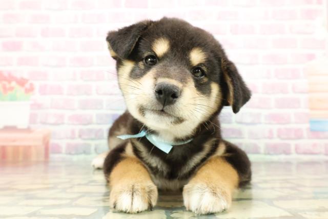 神奈川県の柴犬(標準サイズ) (Coo&RIKU横須賀店/2025年12月15日生まれ/男の子/黒)の子犬