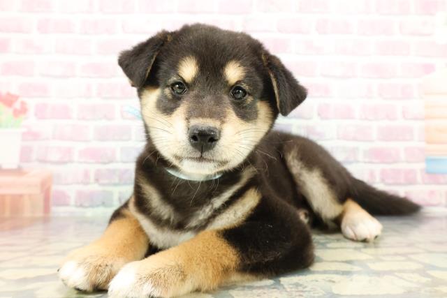 神奈川県の柴犬(標準サイズ) (Coo&RIKU横須賀店/2025年12月15日生まれ/男の子/黒)の子犬の2枚目の画像