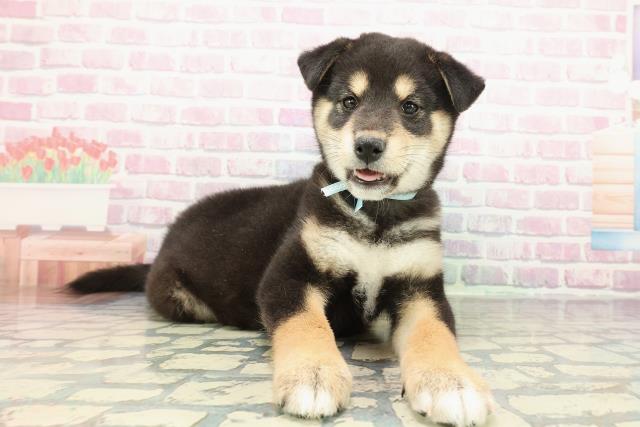 神奈川県の柴犬(標準サイズ) (Coo&RIKU横須賀店/2025年12月15日生まれ/男の子/黒)の子犬の3枚目の画像