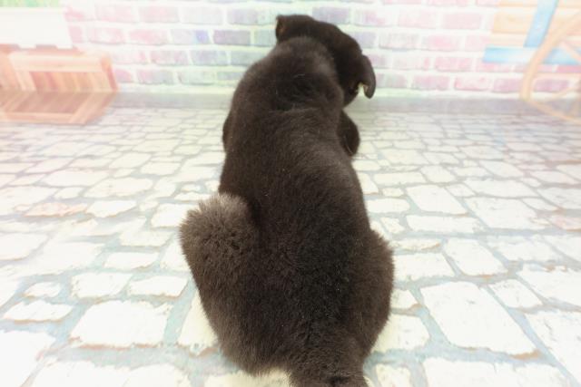 神奈川県の柴犬(標準サイズ) (Coo&RIKU横須賀店/2025年12月15日生まれ/男の子/黒)の子犬の4枚目の画像