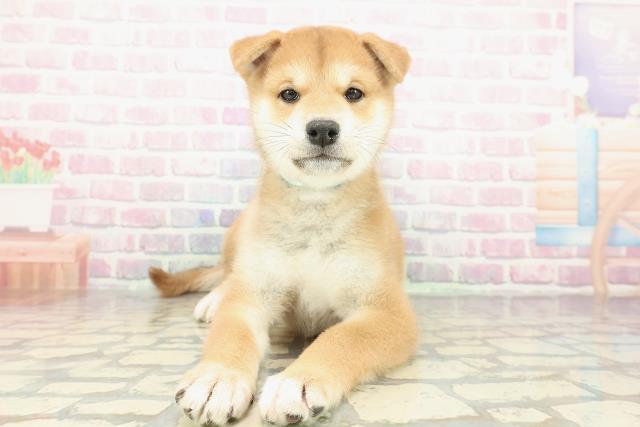 東京都の柴犬(標準サイズ) (Coo&RIKU府中店/2025年12月15日生まれ/男の子/赤)の子犬の1枚目の画像