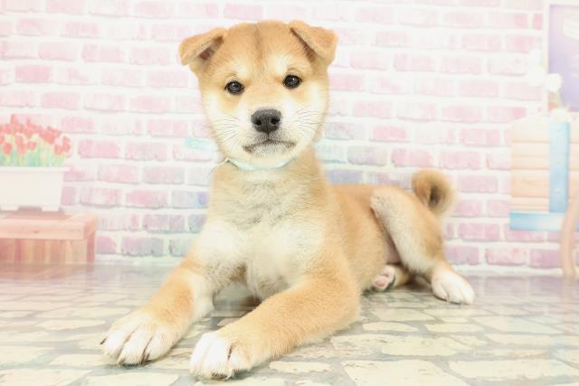 東京都の柴犬(標準サイズ) (Coo&RIKU府中店/2025年12月15日生まれ/男の子/赤)の子犬の2枚目の画像