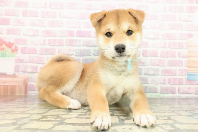 東京都の柴犬(標準サイズ) (Coo&RIKU府中店/2025年12月15日生まれ/男の子/赤)の子犬の3枚目の画像