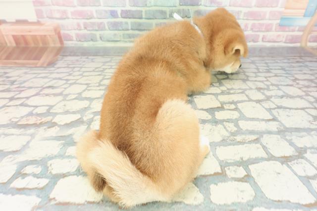 東京都の柴犬(標準サイズ) (Coo&RIKU府中店/2025年12月15日生まれ/男の子/赤)の子犬の4枚目の画像