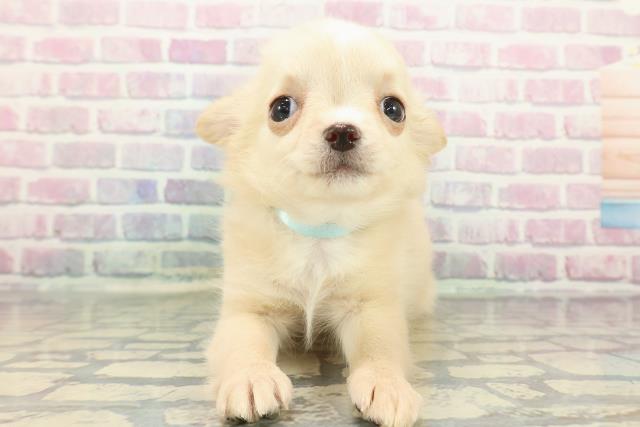 東京都のチワワ(ロング) (Coo&RIKU立川店/2025年12月15日生まれ/男の子/クリームホワイト)の子犬の1枚目の画像