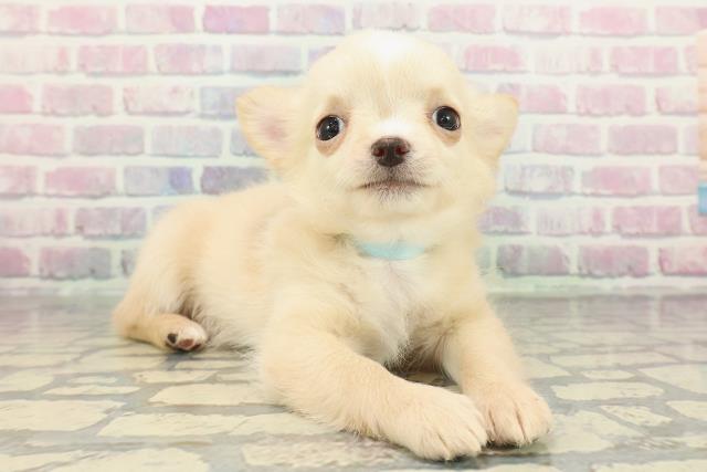 東京都のチワワ(ロング) (Coo&RIKU立川店/2025年12月15日生まれ/男の子/クリームホワイト)の子犬の3枚目の画像