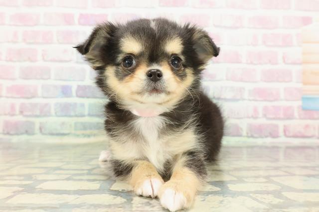 チワワ(ロングコート)